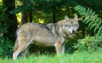 Budeme pravidelně zveřejňovat data o napadení hospodářských zvířat vlkem